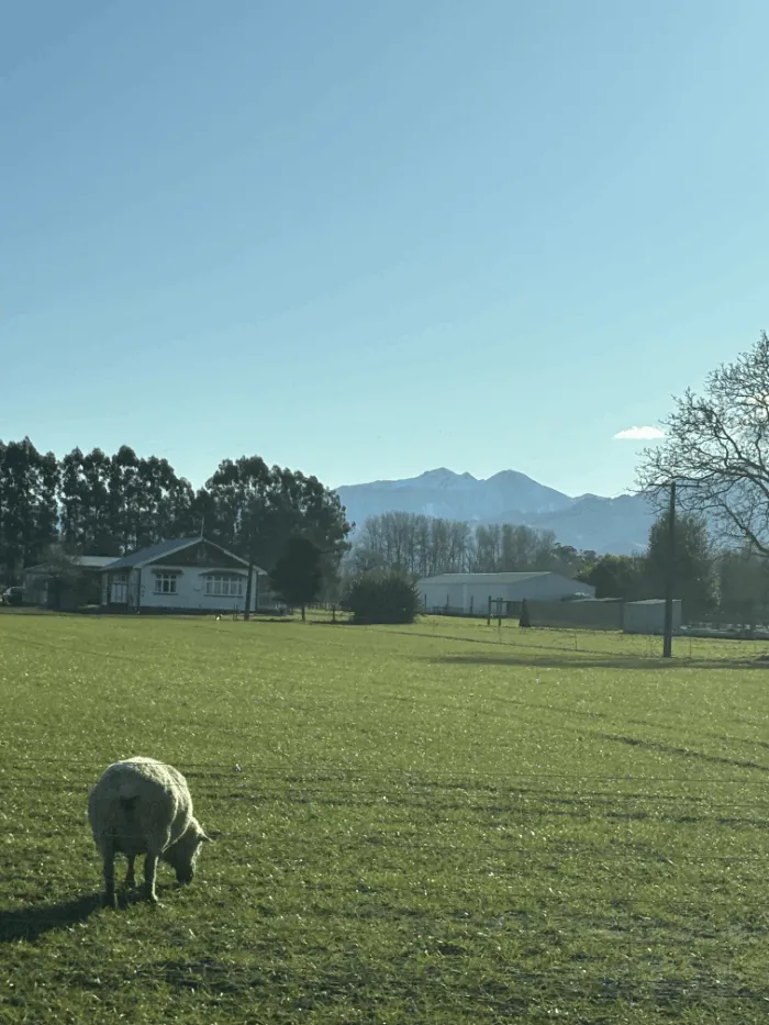 子連れニュージーランド旅行 レンタカーで羊が見えた時の画像